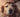 Laber of Love Pet Rescue