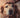 Laber of Love Pet Rescue
